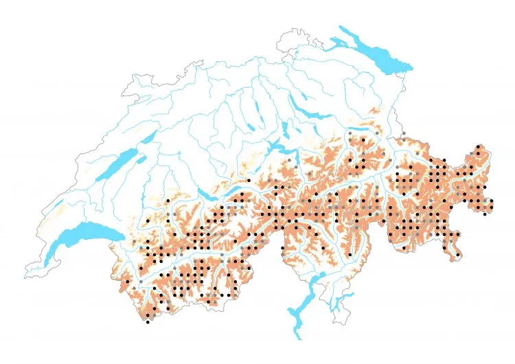 Carte de distribution: Hespérie obscure &mdash; Pyrgus cacaliae