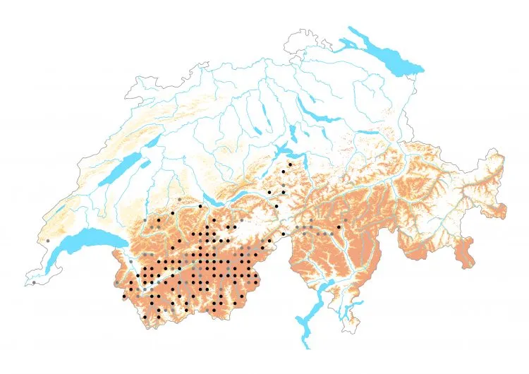 Carte de distribution: Piéride des biscutelles &mdash; Euchloe simplonia
