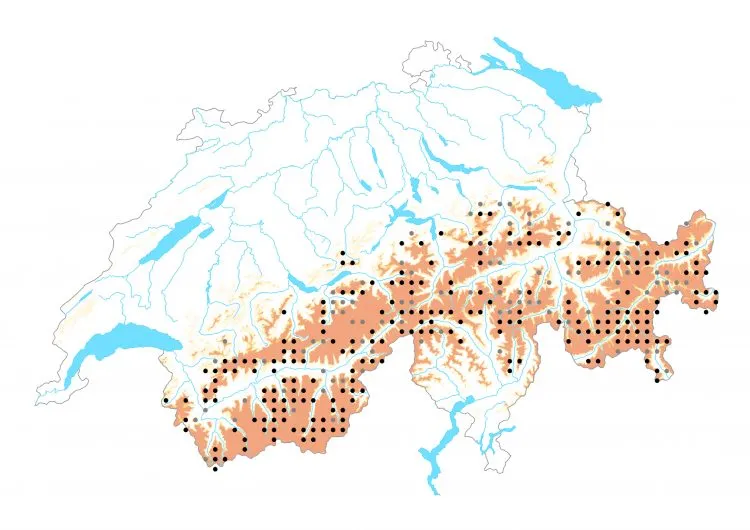 Carte de distribution: Piéride du vélar &mdash; Pontia callidice
