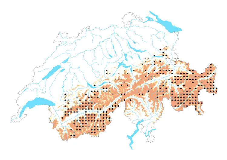 Carte de distribution: Azuré des soldanelles &mdash; Agriades glandon