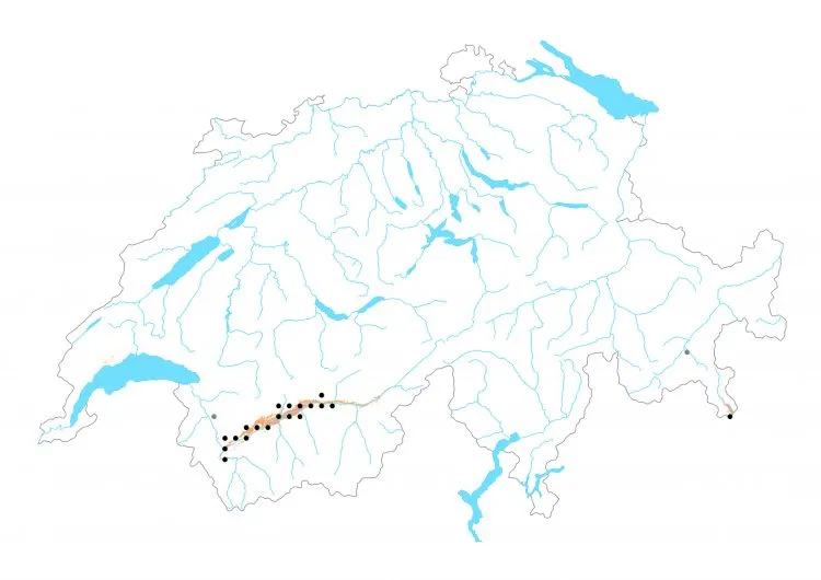 Carte de distribution: Azuré du baguenaudier — Iolana iolas