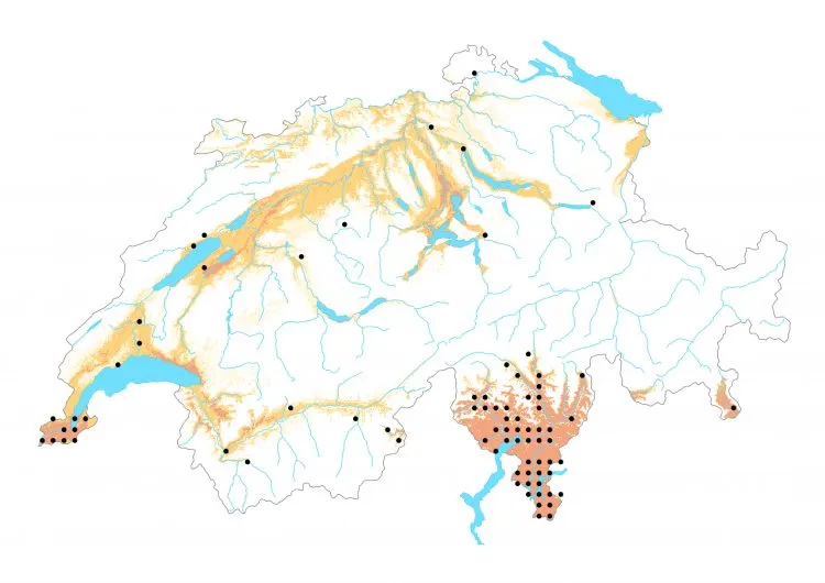 Carte de distribution: Brun des pélargoniums — Cacyreus marshalli