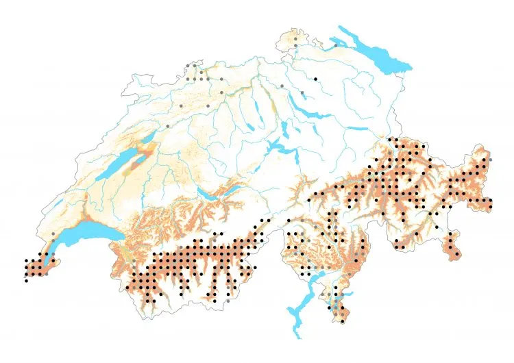 Carte de distribution: Mélitée des centaurées &mdash; Melitaea phoebe