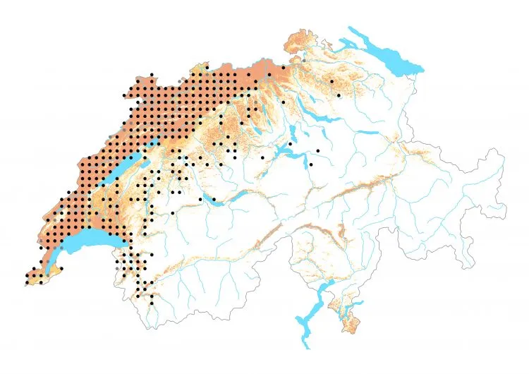 Carte de distribution: Silène — Brintesia circe