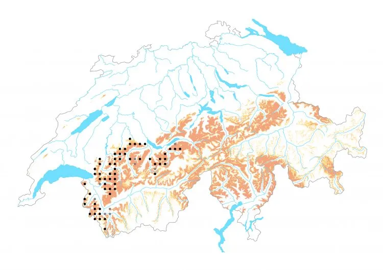 Carte de distribution: Moiré arverne &mdash; Erebia arvernensis
