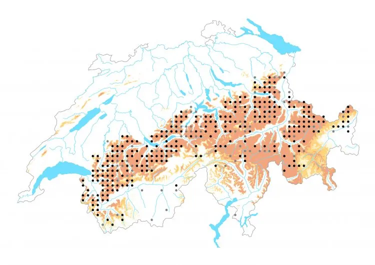 Carte de distribution: Moiré variable &mdash; Erebia manto