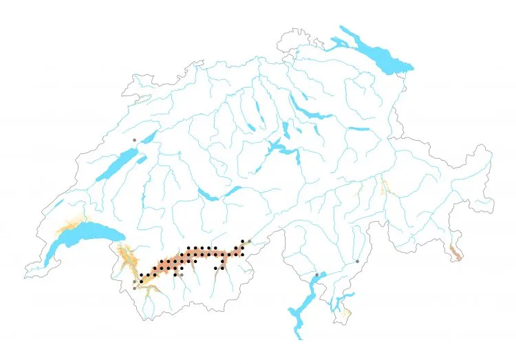 Carte de distribution: Faune &mdash; Hipparchia statilinus