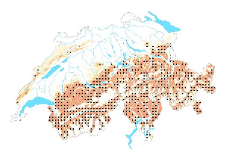 Carte de distribution: Gorgone — Lasiommata petropolitana