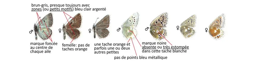Critères d'identification: Azuré des soldanelles &mdash; Agriades glandon