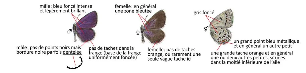 Critères d'identification: Azuré de la canneberge &mdash; Agriades optilete