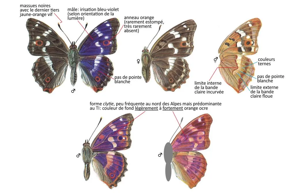Critères d'identification: Petit Mars changeant &mdash; Apatura ilia