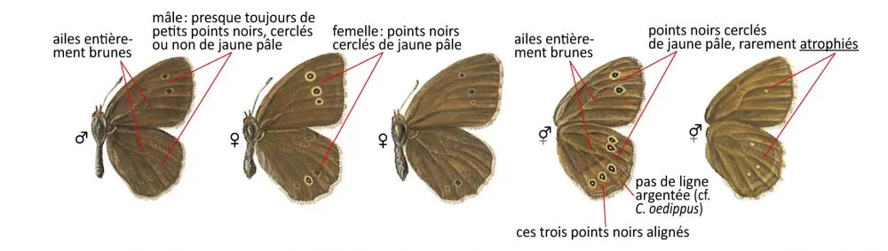 Critères d'identification: Tristan — Aphantopus hyperantus