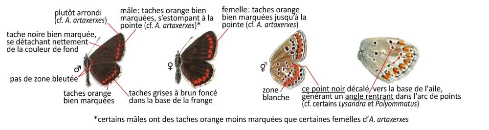 Critères d'identification: Collier de corail &mdash; Aricia agestis