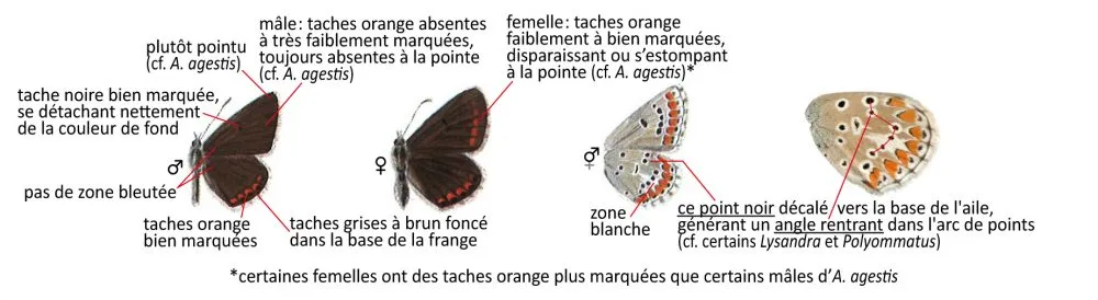 Critères d'identification: Argus de l&rsquo;hélianthème &mdash; Aricia artaxerxes