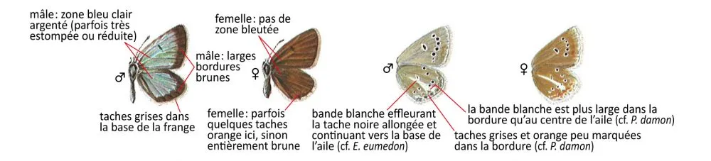 Critères d'identification: Azuré des géraniums &mdash; Aricia nicias