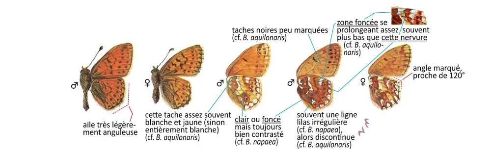 Critères d'identification: Nacré subalpin &mdash; Boloria pales