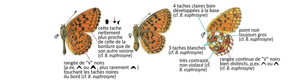 Critères d'identification: Petit Collier argenté &mdash; Boloria selene