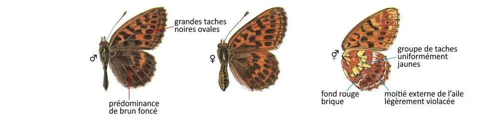 Critères d'identification: Nacré noirâtre &mdash; Boloria thore