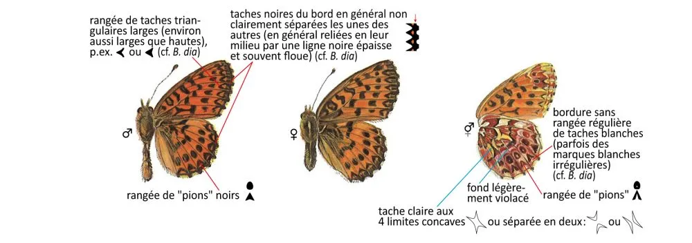 Critères d'identification: Nacré porphyrin &mdash; Boloria titania