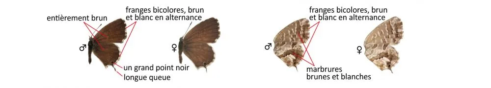 Critères d'identification: Brun des pélargoniums — Cacyreus marshalli