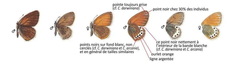 Critères d'identification: Satyrion &mdash; Coenonympha gardetta