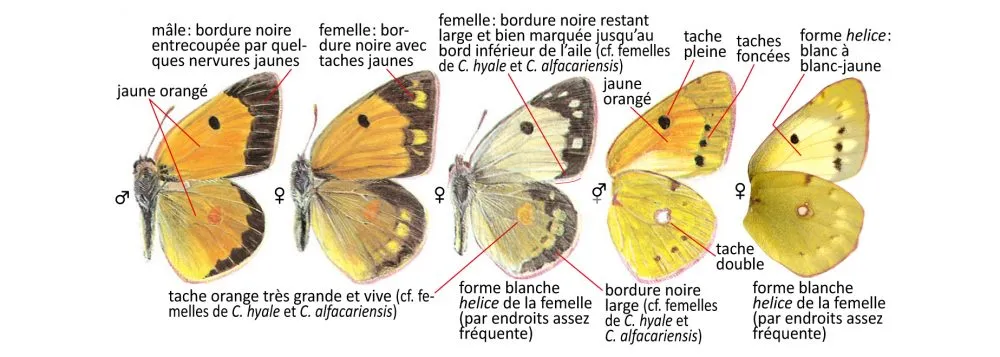 Critères d'identification: Souci — Colias crocea