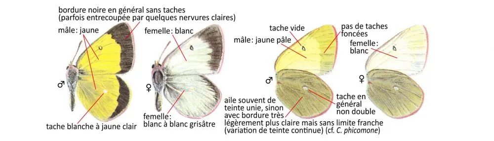 Critères d'identification: Solitaire — Colias palaeno