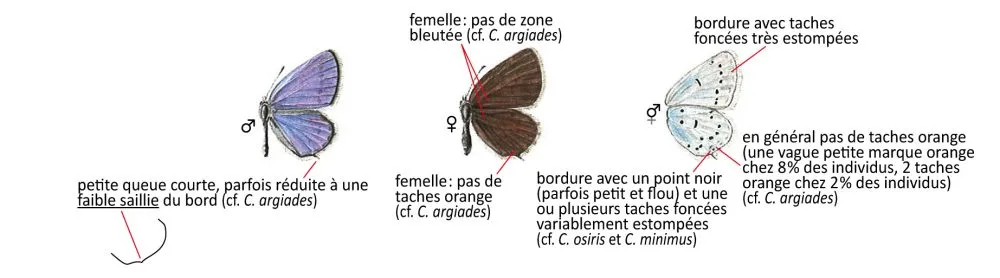 Critères d'identification: Azuré de la faucille — Cupido alcetas