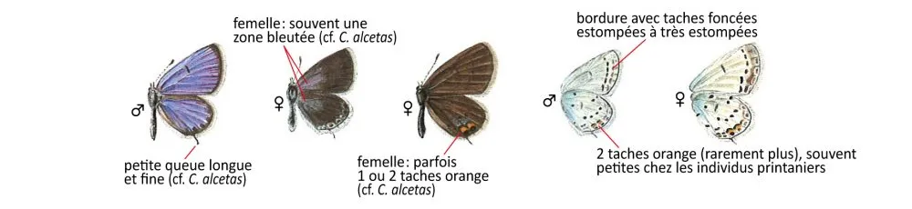 Critères d'identification: Azuré du trèfle — Cupido argiades