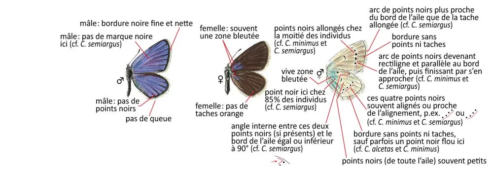 Critères d'identification: Azuré de la chevrette — Cupido osiris