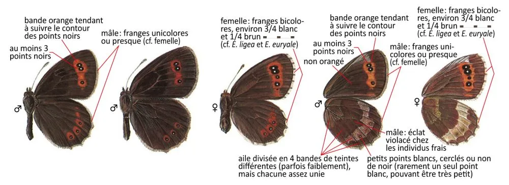 Critères d'identification: Moiré sylvicole &mdash; Erebia aethiops