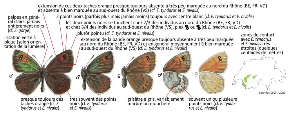 Critères d'identification: Moiré arverne &mdash; Erebia arvernensis