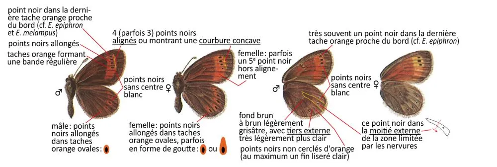 Critères d'identification: Moiré du Simplon &mdash; Erebia christi