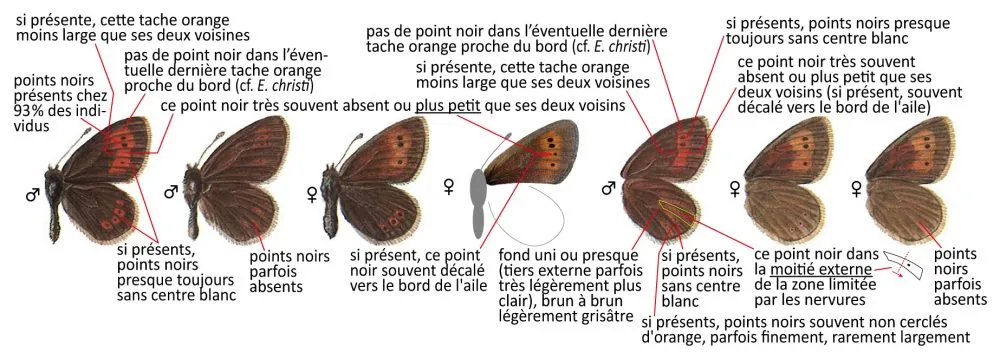 Critères d'identification: Moiré de la canche &mdash; Erebia epiphron