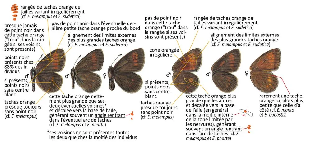 Critères d'identification: Moiré savoyard &mdash; Erebia eriphyle