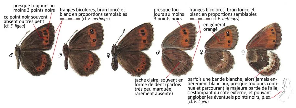 Critères d'identification: Moiré frange-pie &mdash; Erebia euryale