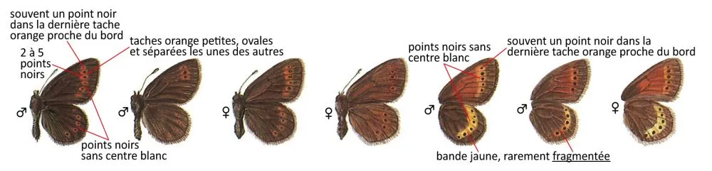 Critères d'identification: Moiré des Grisons &mdash; Erebia flavofasciata