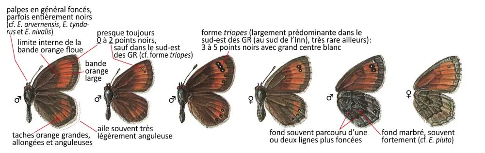 Critères d'identification: Moiré chamoisé &mdash; Erebia gorge
