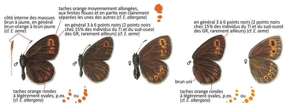Critères d'identification: Moiré franconien &mdash; Erebia medusa