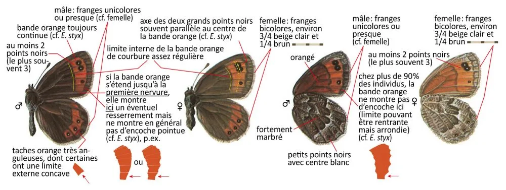Critères d'identification: Moiré striolé &mdash; Erebia montana