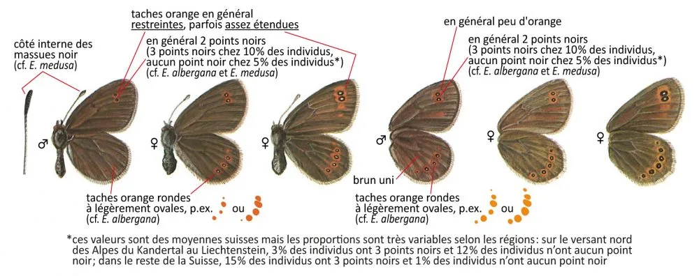 Critères d'identification: Moiré des luzules &mdash; Erebia oeme