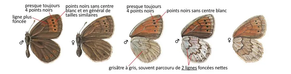 Critères d'identification: Moiré cendré &mdash; Erebia pandrose