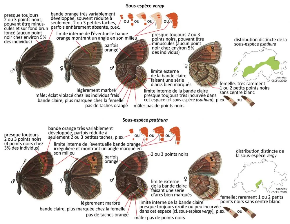 Critères d'identification: Moiré fontinal &mdash; Erebia pronoe
