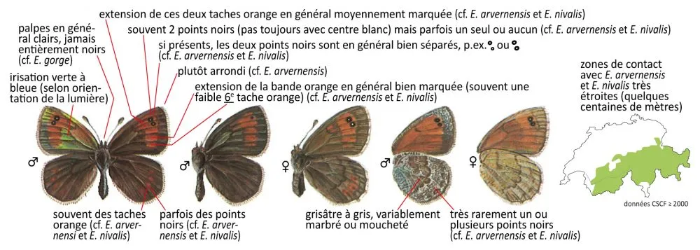 Critères d'identification: Moiré cuivré &mdash; Erebia tyndarus