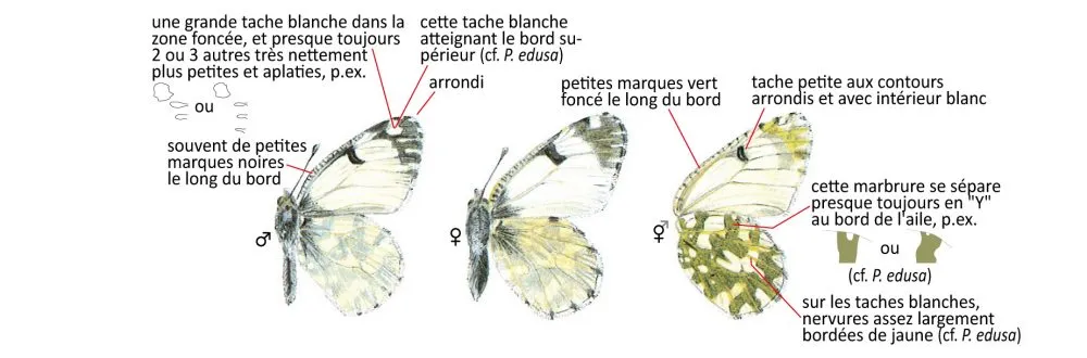 Critères d'identification: Piéride des biscutelles &mdash; Euchloe simplonia