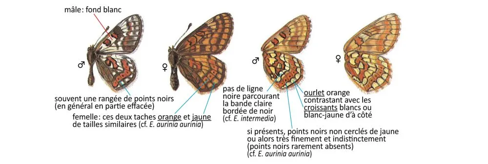 Critères d'identification: Damier de l&rsquo;alchémille &mdash; Euphydryas cynthia