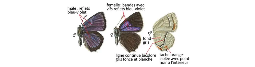 Critères d'identification: Thécla du chêne — Favonius quercus