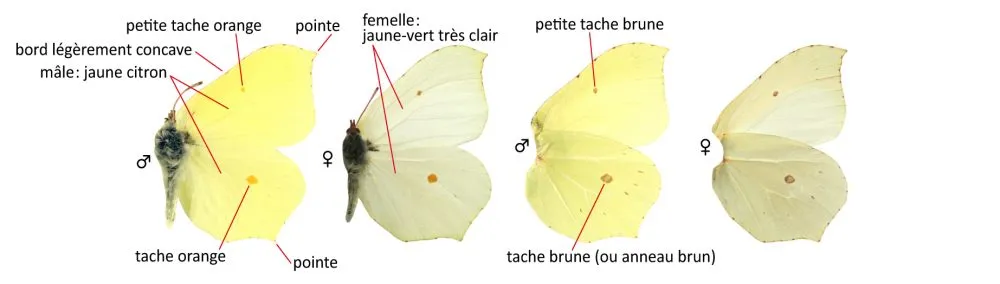 Critères d'identification: Citron — Gonepteryx rhamni
