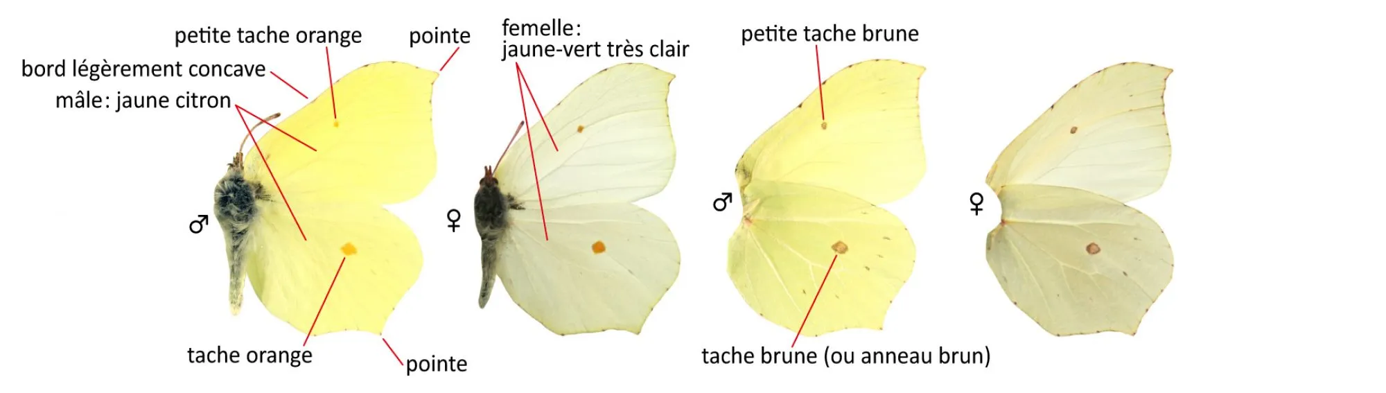 papillon à pointe jaune orange