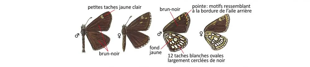 Critères d'identification: Miroir — Heteropterus morpheus